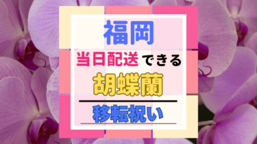 移転祝い｜胡蝶蘭を当日配送できる生花店おすすめ５選｜福岡